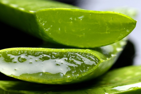 Aloe Vera von den Kanarischen Inseln